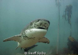 sevengill shark (cowshark)
False Bay
Cape Town by Geoff Spiby 